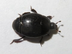 Margarinotus brunneus