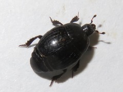 Margarinotus brunneus