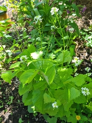 Alliaria petiolata