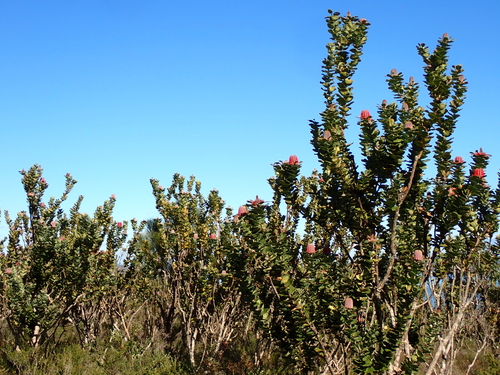 Banksia coccinea, photograph 4
