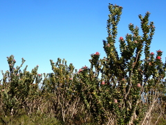 Banksia coccinea, photograph (c) Em Lamond, some rights reserved (CC BY)