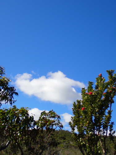 Banksia coccinea, photograph 5