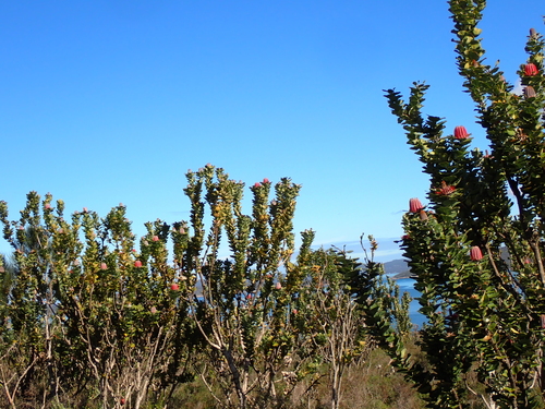 Banksia coccinea, photograph 6
