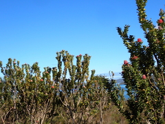 Banksia coccinea, photograph (c) Em Lamond, some rights reserved (CC BY)