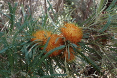 Banksia formosa, photograph (c) Em Lamond, some rights reserved (CC BY)