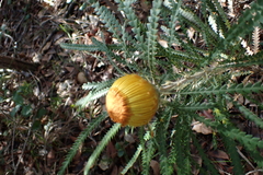 Banksia formosa, photograph (c) Em Lamond, some rights reserved (CC BY)