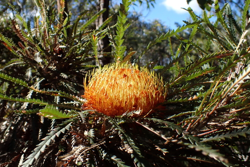 Banksia formosa, photograph 5