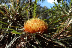 Banksia formosa, photograph (c) Em Lamond, some rights reserved (CC BY)