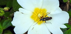 Capsodes sulcatus
