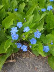 Omphalodes