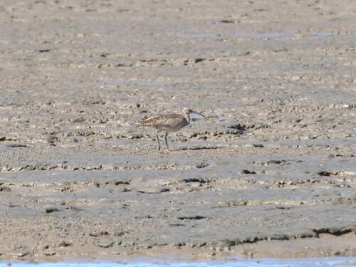 iNaturalist: (c) wild_felix, some rights reserved (CC BY-NC) iNaturalist image