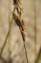 Carex colchica