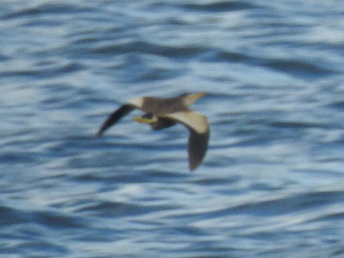 iNaturalist image
