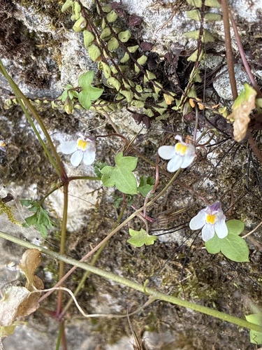 Ivy-leaved toadflax