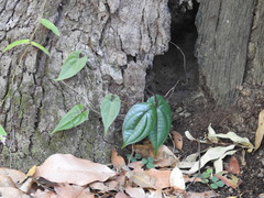 Dioscorea transversa