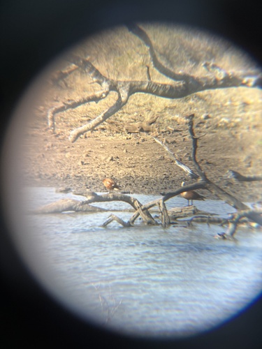 iNaturalist image