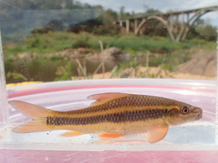 African Carp photo 5