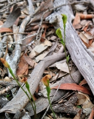Pterostylis parviflora