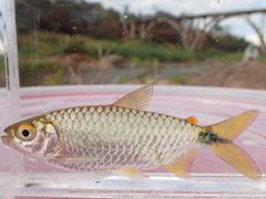 Brycinus imberi