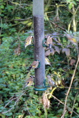 Carduelis carduelis