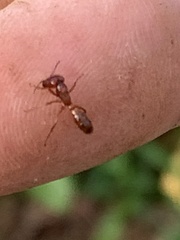 Dorylus helvolus
