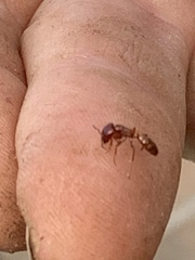 Dorylus helvolus
