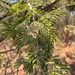 Acacia gerrardii