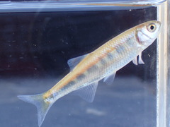 Opsaridium zambezense