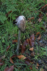 Coprinus comatus