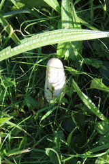 Coprinus comatus