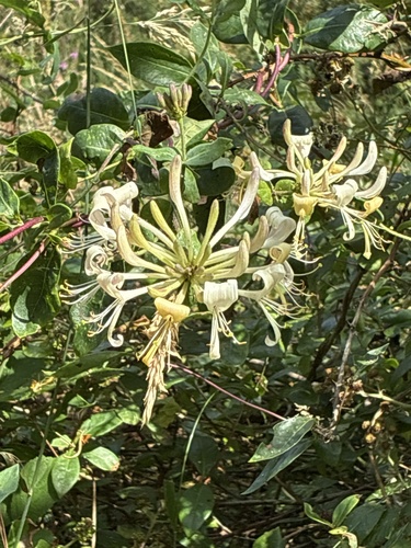 Common Honeysuckle