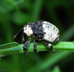 Sternuchopsis trifida