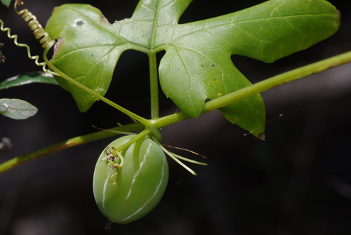 Diplocyclos palmatus, photograph 2