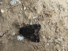 Catephia alchymista
