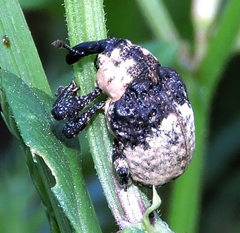 Sternuchopsis trifida