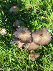 Coprinopsis atramentaria