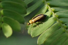 Monolepta subsuturalis