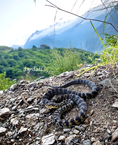 King Ratsnake