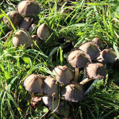 Coprinopsis atramentaria