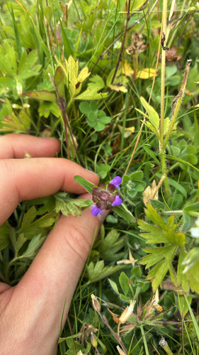 common selfheal