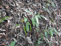 Argophyllum nullumense