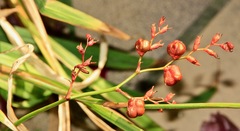 Crocosmia aurea aurea