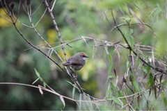 Cisticola chubbi