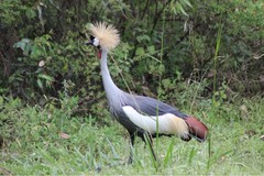 Balearica regulorum