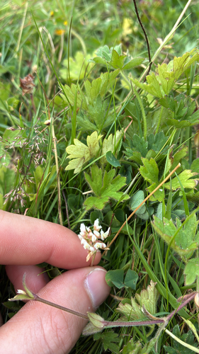 white clover