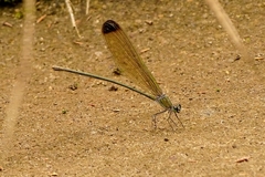 Vestalis apicalis