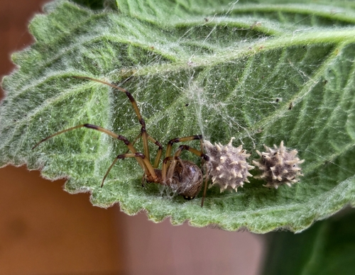 Brown Widow