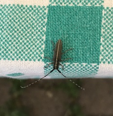 Agapanthia suturalis