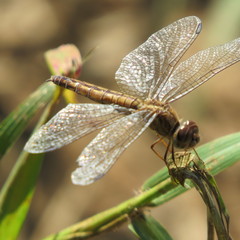 Brachythemis lacustris