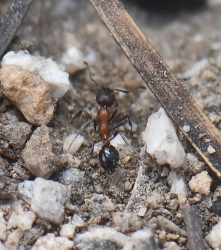 iNaturalist observation photo of Bradley's Manic Ant